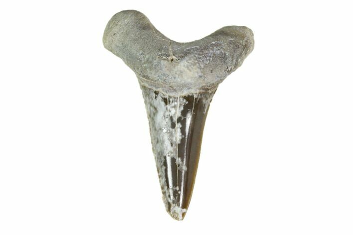 Fossil Shark (Cretoxyrhina) Tooth - Kansas #115692